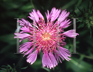 Picture of Stokesia laevis 'Klaus Jelitto'