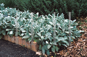 Picture of Stachys byzantina 'Silver Carpet'