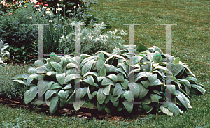 Picture of Stachys byzantina 'Helen von Stein'