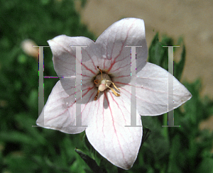 Picture of Platycodon grandiflorus 'Fuji Pink'