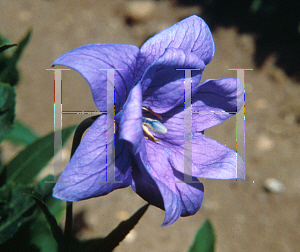 Picture of Platycodon grandiflorus 'Double Blue'