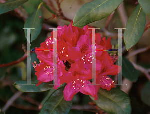 Picture of Rhododendron catawbiense 'Nova Zembla'