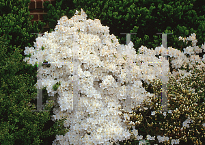 Picture of Rhododendron indicum 'Delaware White'