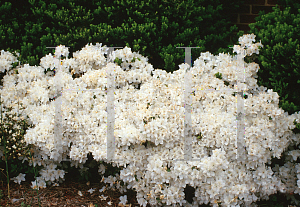 Picture of Rhododendron indicum 'Delaware White'