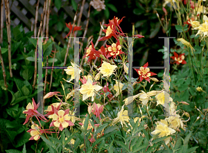 Picture of Aquilegia x hybrida 'McKana's Giant'