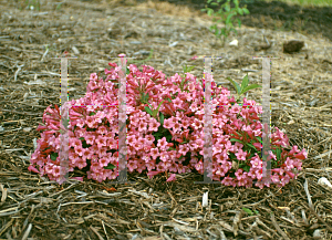 Picture of Weigela florida 'Rumba'