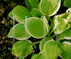 Picture of Hosta  'Saint Elmo's Fire'