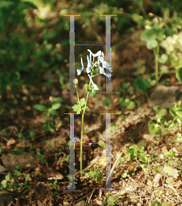 Picture of Corydalis flexuosa 'Blue Panda'