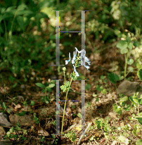 Picture of Corydalis flexuosa 'Blue Panda'