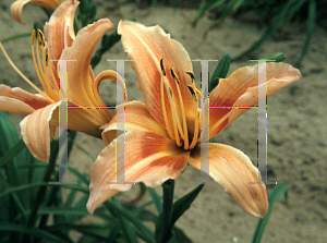 Picture of Hemerocallis  'Hall's Pink'