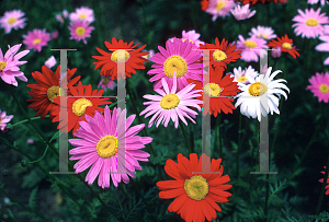 Picture of Tanacetum coccineum 'Robinson Hybrids'