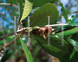 Picture of Amphitecna latifolia 