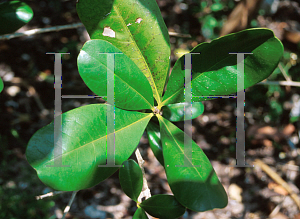 Picture of Amphitecna latifolia 