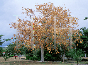 Picture of Albizia lebbeck 