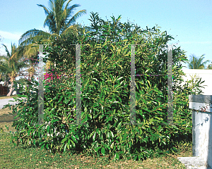 Picture of Citharexylum fruticosum 