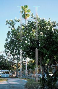 Picture of Cordia boissieri 