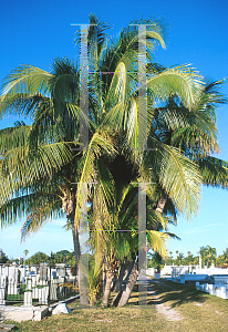 Picture of Cocos nucifera 