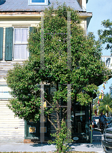 Picture of Capparis cynophallophora 