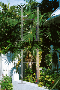 Picture of Coccothrinax argentata 