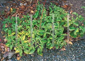 Picture of Kalanchoe pinnata 