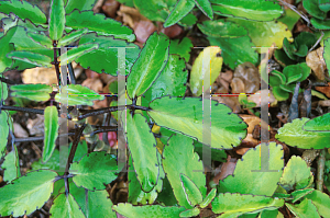 Picture of Kalanchoe pinnata 