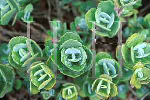Picture of Kalanchoe millottii 