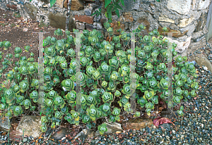 Picture of Kalanchoe millottii 