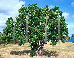 Picture of Thespesia populnea 