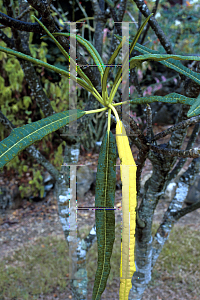 Picture of Plumeria alba 