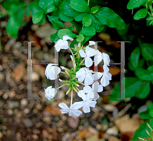 Picture of Plumbago auriculata 'Alba'