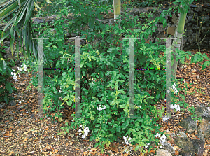 Picture of Plumbago auriculata 'Alba'