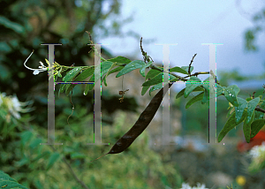 Picture of Clerodendrum wallichii 