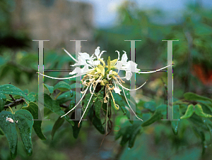 Picture of Clerodendrum wallichii 