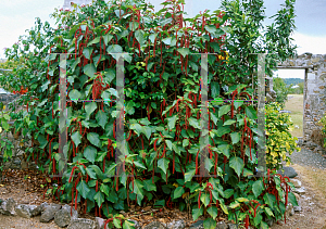 Picture of Acalypha hispida 