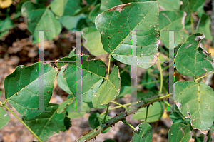 Picture of Erythrina eggersii 