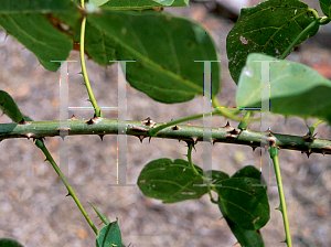 Picture of Erythrina eggersii 