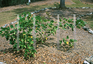 Picture of Erythrina eggersii 