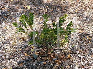 Picture of Buxus vahlii 