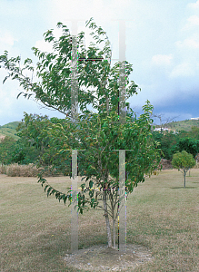 Picture of Citharexylum fruticosum 