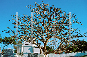 Picture of Plumeria spp. 