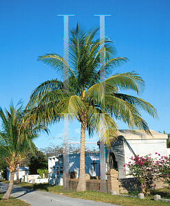 Picture of Cocos nucifera 