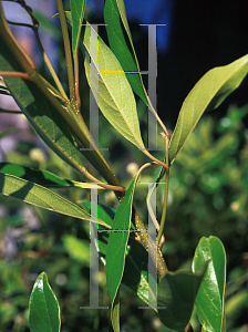 Picture of Citharexylum fruticosum 