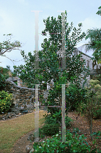 Picture of Pimenta racemosa 
