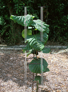 Picture of Coccoloba rugosa 