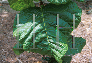 Picture of Coccoloba rugosa 