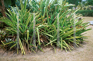 Picture of Aechmea mulfordii 