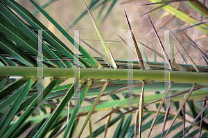 Picture of Phoenix reclinata 