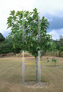 Picture of Cordia rickseckeri 