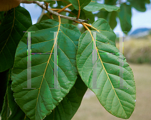 Picture of Cordia rickseckeri 