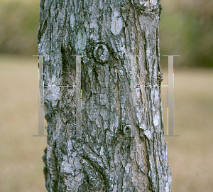 Picture of Cordia rickseckeri 